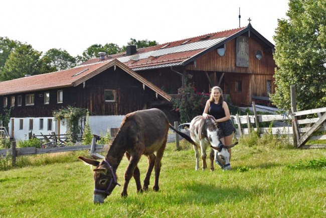 Esel auf Wiese vor Bauernhof